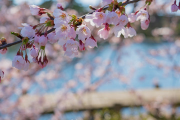 桜の花