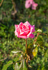 beautiful red rose Flower blooms in the summer garden. Lush green leaves of the shrub. the splendor of the flowering plants. Daylight.