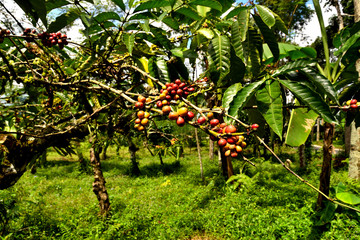 Close up of a coffee plant inside a large plantation