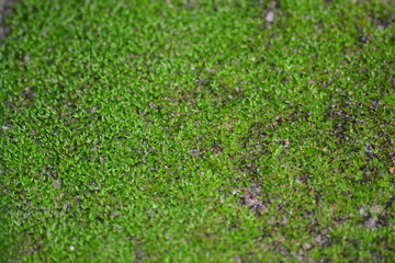 Moss