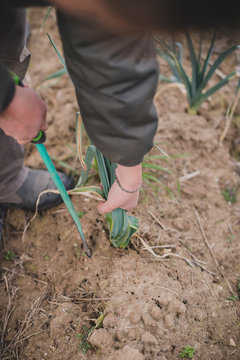 Agricultrice r&eacute;colte ses poireaux