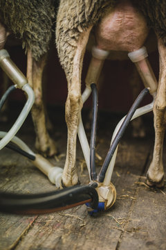 Brebis laitiere &agrave; la traite