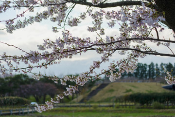 桜の花