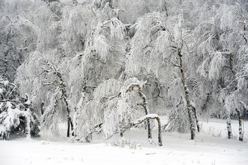 trees in hoarfrost and snow in the Ai-Petri mountains. Crimea