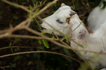 Obraz premium Young white goat feeding on some green leaves in rural Uganda