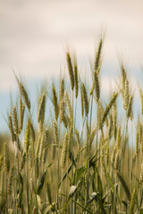 Fototapeta premium Campo Trigo