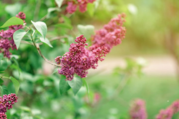 Beautiful blooming lilac bushes on a green background. Copy space.