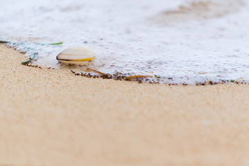 Seashell on the beach with copy space