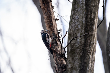 The great spotted woodpecker (Dendrocopos major) is a medium-sized woodpecker. This species is...
