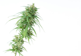 fresh marijuana flower isolated