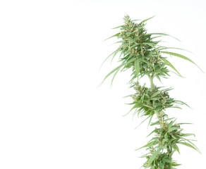 fresh marijuana flower isolated