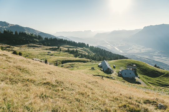 Brebis en estive dans les Alpes