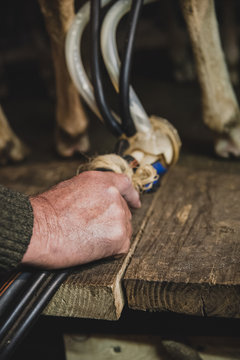 Traite des brebis en alpage