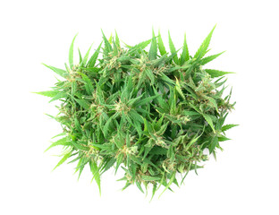 fresh marijuana flower isolated
