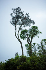Silhouette of a winded tree in national park in Samaipata  Bolivia 