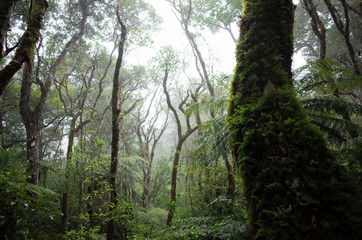 View of foggy forest with winded trees in national park near Samaipata Bolivia 