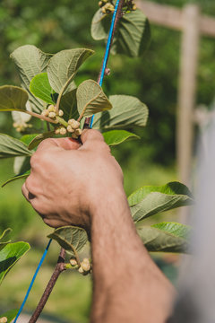 Observation des bourgeons sur kiwi