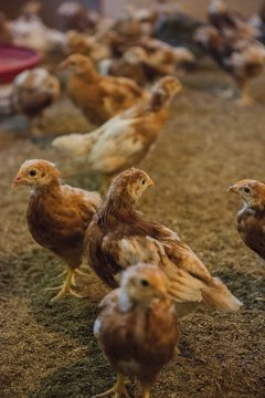 Jeunes poules pondeuses en b&acirc;timent