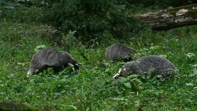 European badger (Meles meles) family group foraging in forest / woodland at dusk