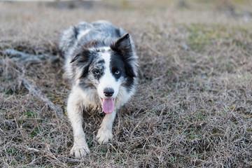 Border Collie dog listen in training