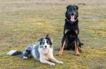 Border Collie an a Beauceron dogs