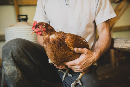 Un &eacute;leveur tient une jeune poule pondeuse