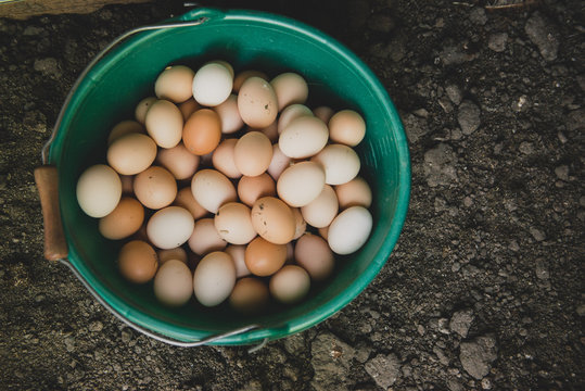 Oeufs rammass&eacute;s dans un seau