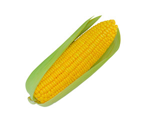 Single corn isolated on white background .