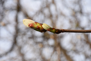 Tiny two chestnut green buds on a young thin twig