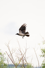 The hooded crow (Corvus cornix) (also called hoodie) is a Eurasian bird species in the Corvus genus. 