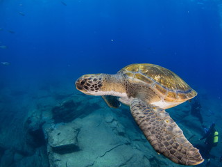 Obraz na płótnie Canvas Wide angle shoot of a green turtle in the blue water of Tenerife (Canary Island)