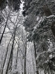 wire in the forest covered with snow in winter