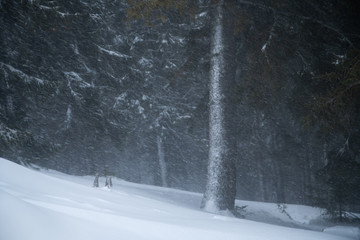 Atmospheric and moody forest in winter snow storm