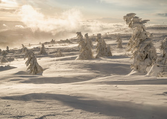 Landscape of Vladeasa mountain peak covered in snow with iced spruce trees