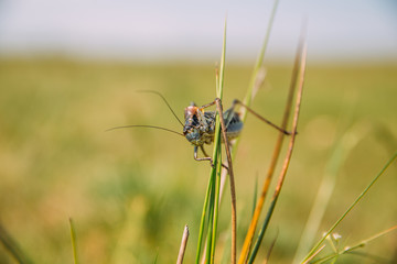 Migratory Locust invasion in dry season. 