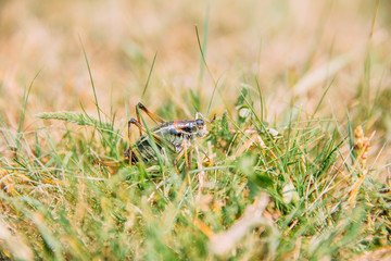 Migratory Locust invasion in dry season. 