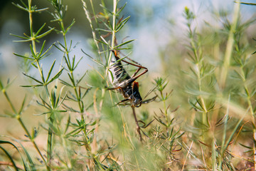 Migratory Locust invasion in dry season. 