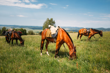 Beautiful horses on a meadow resting after a long trip.
