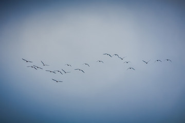 A group of geese migrating south