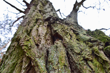 drzewa, kora, tekstura, roślina,