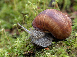 Helix pomatia, common names of the Roman snail, Burgundy snail, edible snail or escargot, is a species of the Helicidae family. Helix pomatia mollusk in nature.