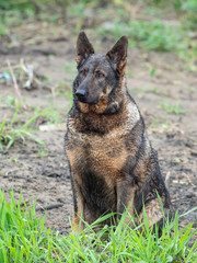  Big stray dog portrait. Sad stray dog posing on the street. Portrait of a sad stray dog