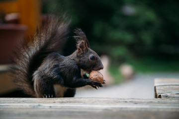 Beautiful squirrel eating a walnut. 
