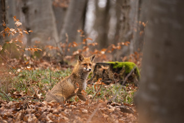 Naklejka na ściany i meble European red fox (Vulpes vulpes) in the forest