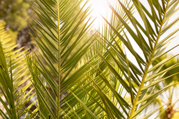 Tropical palm branch on a background of blue sky, natural background. Tropical background.