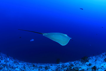Pink whipray