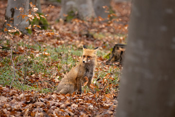 European red fox (Vulpes vulpes) in the forest