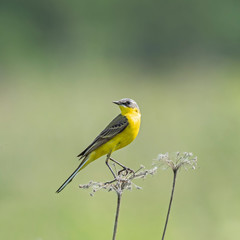 Obraz premium The western yellow wagtail (Motacilla flava) is a small passerine in the wagtail family Motacillidae.