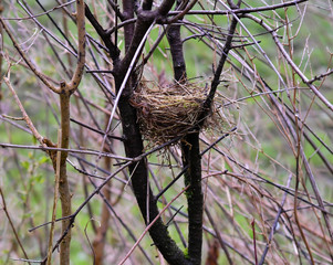 bird nest in a hedge