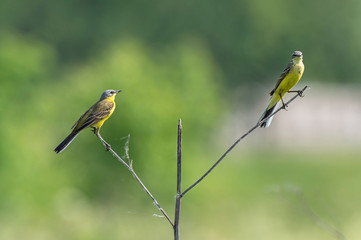 The western yellow wagtail (Motacilla flava) is a small passerine in the wagtail family Motacillidae.